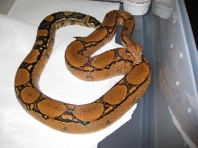 06 Female Squaretail