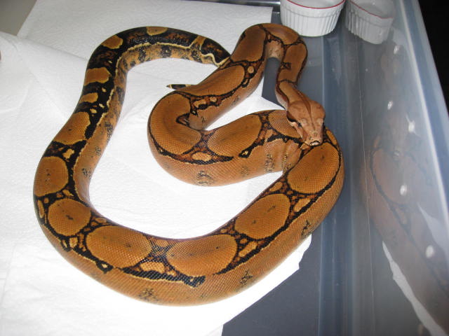 06 Female Squaretail