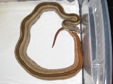 Striped Hypo Motley Male!