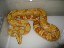 07 Female Sharp albino!