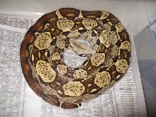 06 Male Russian Line Blonde T  Albino
