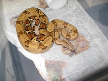 Good looking female