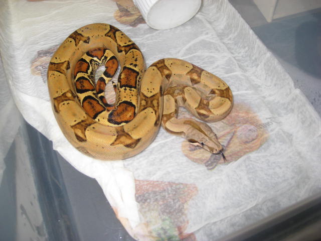 Good looking female