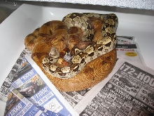 06 Male Russian Line Blonde T  Albino courting.