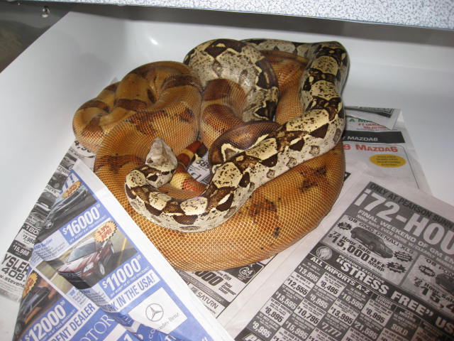 06 Male Russian Line Blonde T  Albino courting.