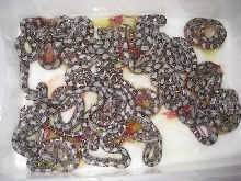 Double Het litter