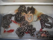Motley Het Sharp X Het Sharp litter!