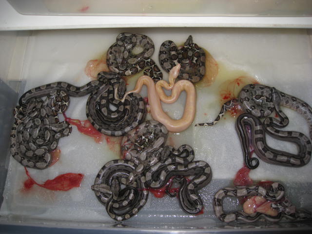 Motley Het Sharp X Het Sharp litter!