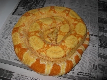 05 Female Sharp Albino 6 1/2ft
