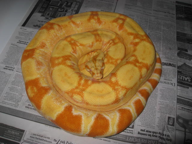 05 Female Sharp Albino 6 1/2ft