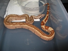 09 Male Hypo Jungle