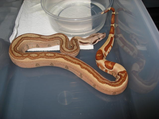 09 Male Hypo Jungle