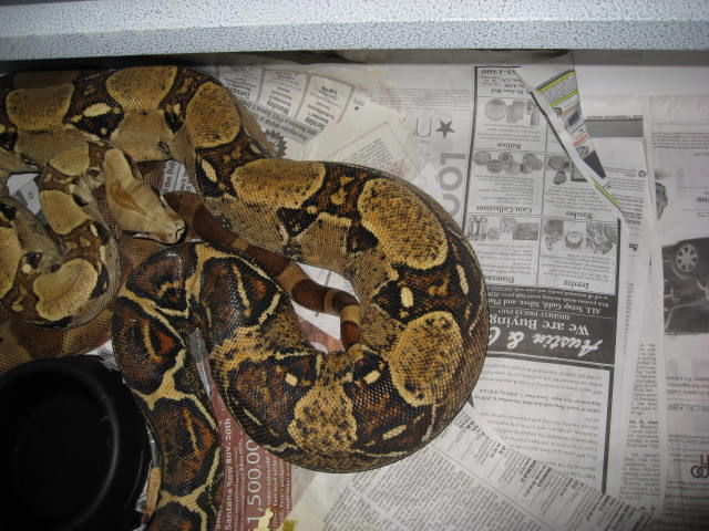 Hypo Jungle X Het T pos Female OVULATION!