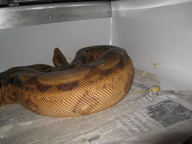 2010 Hypo Arabesque X Blonde T  Ovulation!
