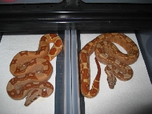 Hytek Het T  male and Aberrant Hypo female