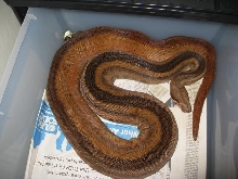 08 Fully Striped Hypo Motley Male!