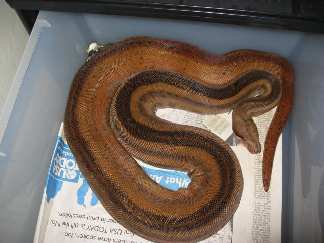08 Fully Striped Hypo Motley Male!