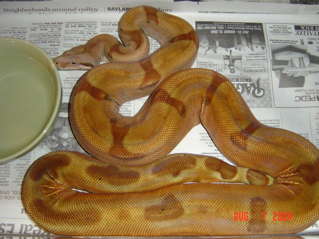 02 female poss super salmon