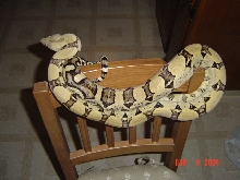 02 ANERY FEMALE @5FT