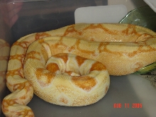 04 female sharp albino
