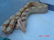 04 female sharp albino