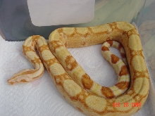 04 female sharp albino