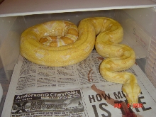 03 FEMALE SHARP STRAIN ALBINO 5FT PLUS