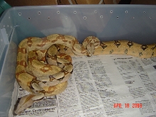 04 Sharp Strain triple het and normal het Sharp