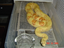 03 Female albino het stripe