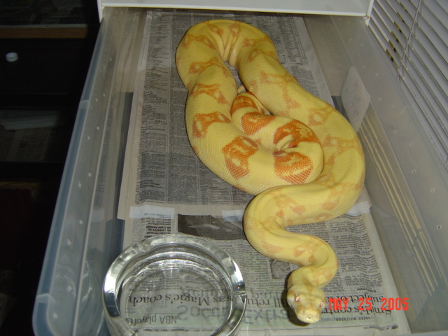 03 Female albino het stripe