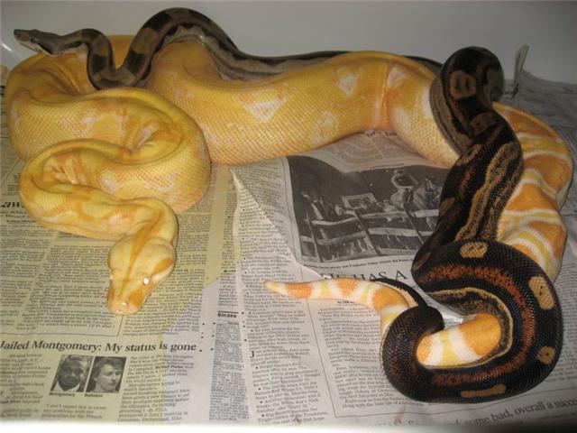Pastel Motley X Sharp