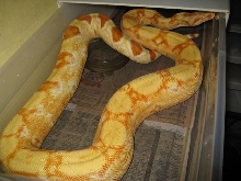 04 female sharp albino NEW PIX 2