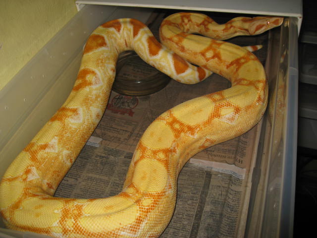 04 female sharp albino NEW PIX 2