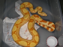 05 female Sharp albino
