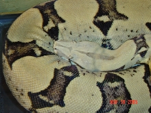02 ANERY FEMALE