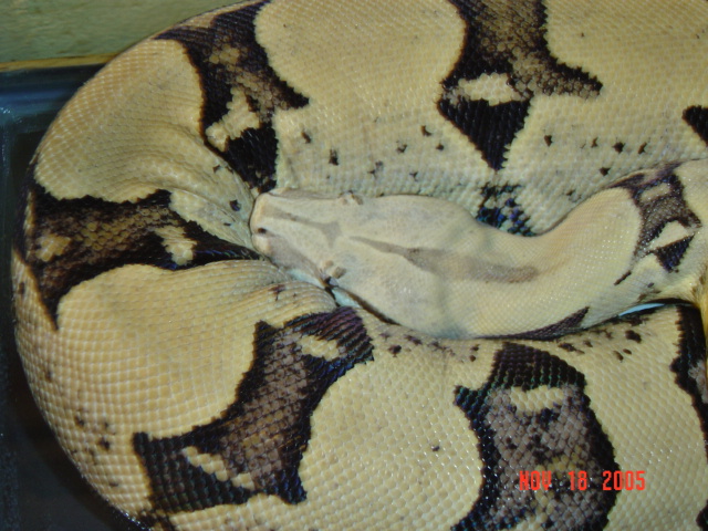02 ANERY FEMALE