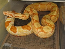 04 female sharp albino NEW PIX 2