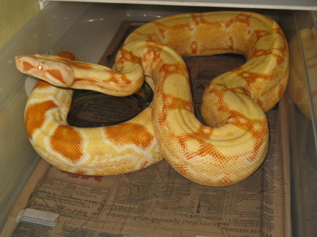 04 female sharp albino NEW PIX 2
