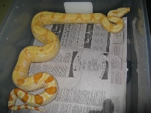 05 female Sharp albino