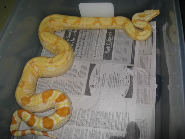 05 female Sharp albino