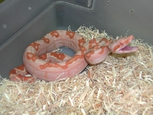 05 male sharp sunglow