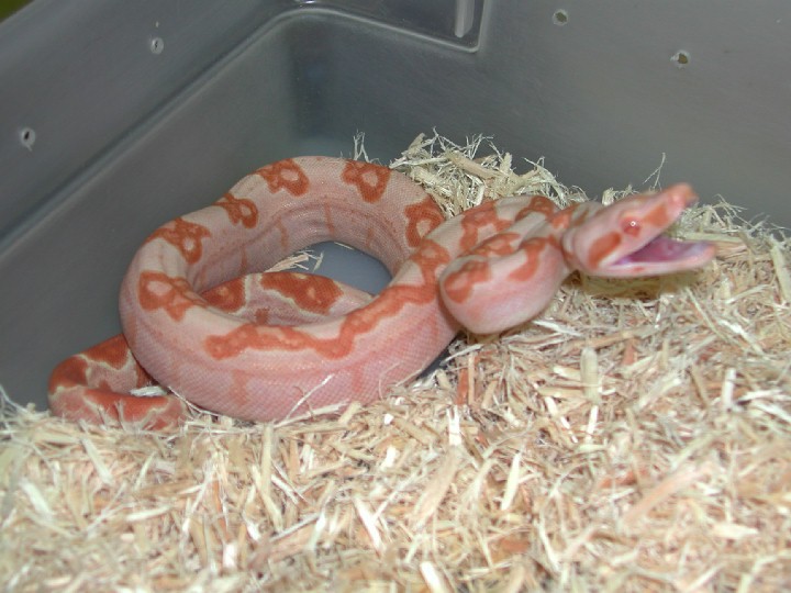 05 male sharp sunglow