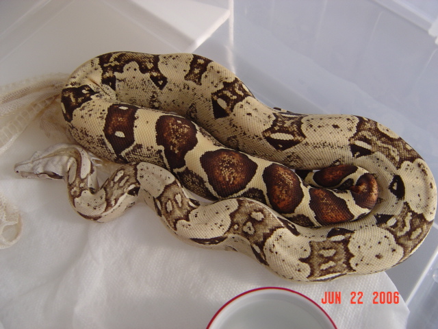 05 male t  albino