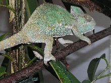 female veiled