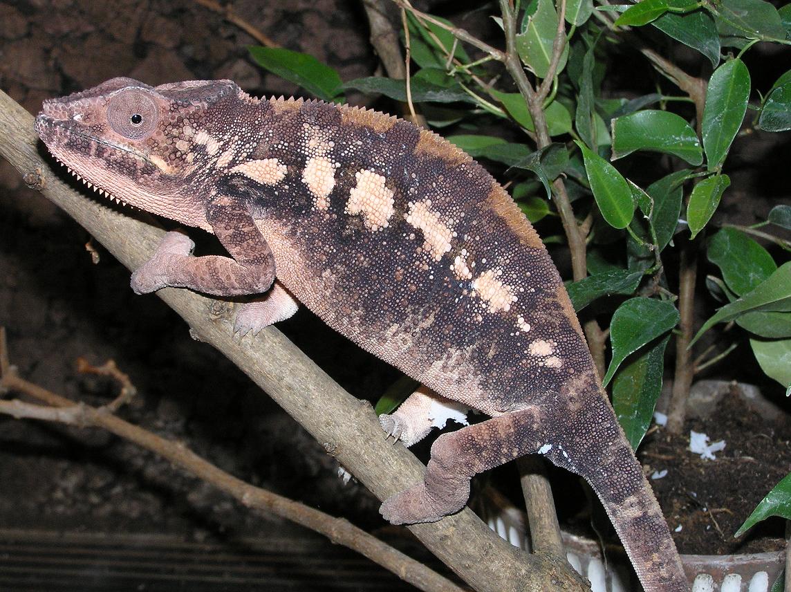 does this look like gravid colors?