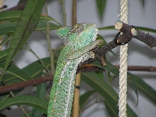 female veiled 2