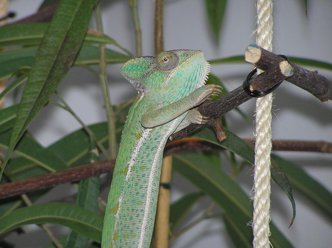 female veiled 2