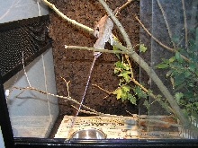female panther eating.