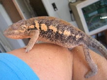 possible gravid