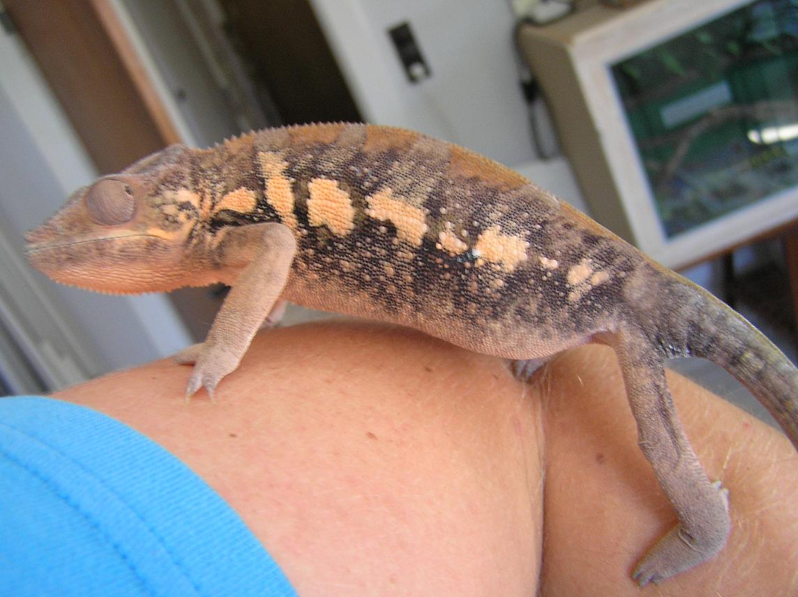 possible gravid